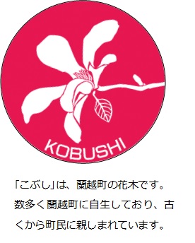 こぶし