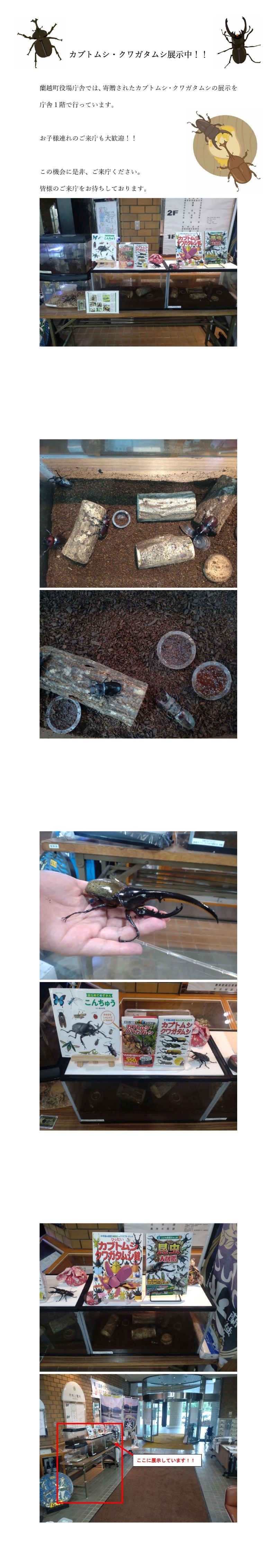 蘭越町役場庁舎では、寄贈されたカブトムシ・クワガタムシの展示を庁舎１階で行っています。